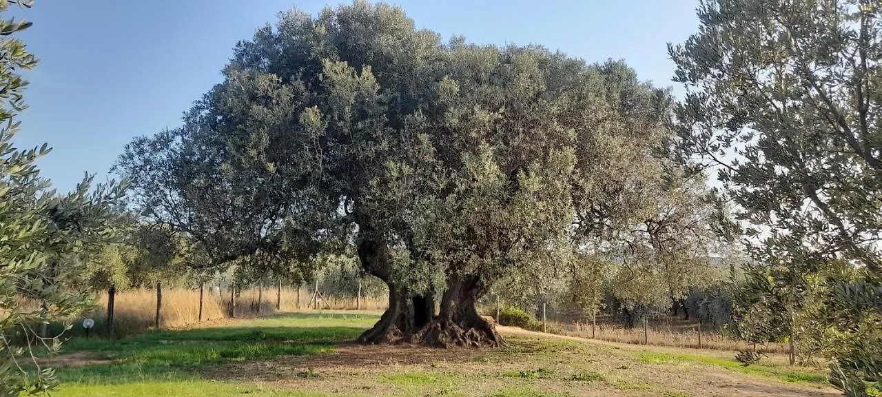 Agriturismo Il Vecchio Olivo Castagneto Carducci 0*,  Italy
