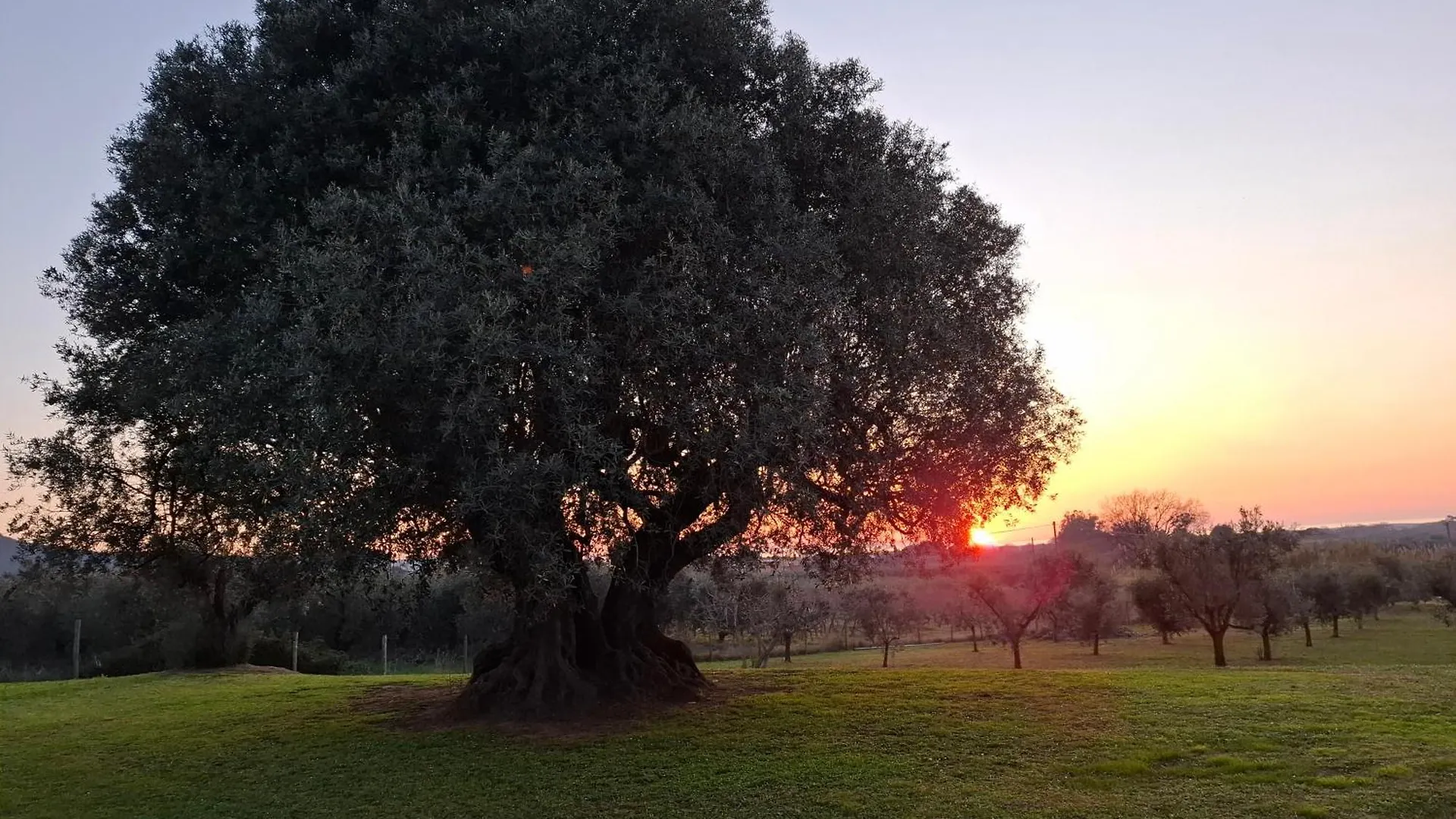 Agriturismo Il Vecchio Olivo Castagneto Carducci Farm stay